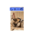 すみか 茨城var（個別スタンプ：2）