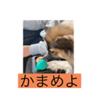 すみか 茨城var（個別スタンプ：4）