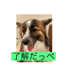 すみか 茨城var（個別スタンプ：5）