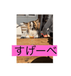 すみか 茨城var（個別スタンプ：6）