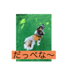 すみか 茨城var（個別スタンプ：7）
