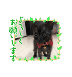 はちわれ 黒ねこ 虎ねこ  日常スタンプ（個別スタンプ：29）