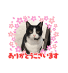 はちわれ 黒ねこ 虎ねこ  日常スタンプ（個別スタンプ：32）