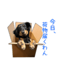 ミニチュアダックス梅のスタンプ 第3弾（個別スタンプ：17）