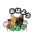 猫(キジトラ)日常可愛いスタンプ3（個別スタンプ：2）