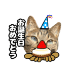 猫(キジトラ)日常可愛いスタンプ3（個別スタンプ：12）