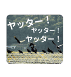 カラスで会話できるスタンプ（個別スタンプ：6）