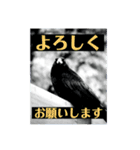 カラスで会話できるスタンプ（個別スタンプ：10）