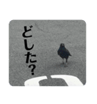 カラスで会話できるスタンプ（個別スタンプ：11）