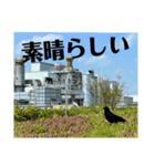 カラスで会話できるスタンプ（個別スタンプ：13）