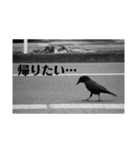カラスで会話できるスタンプ（個別スタンプ：15）
