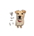 きなこのまいにち 1（個別スタンプ：2）
