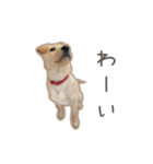 きなこのまいにち 1（個別スタンプ：4）