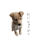 きなこのまいにち 1（個別スタンプ：7）