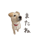 きなこのまいにち 1（個別スタンプ：8）