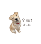 きなこのまいにち 1（個別スタンプ：12）