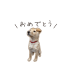 きなこのまいにち 1（個別スタンプ：13）