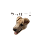 きなこのまいにち 1（個別スタンプ：15）