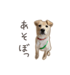 きなこのまいにち 1（個別スタンプ：18）