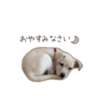 きなこのまいにち 1（個別スタンプ：39）
