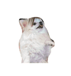 ティッシュたべるdog（個別スタンプ：1）