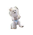 ティッシュたべるdog（個別スタンプ：2）