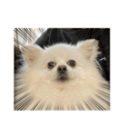 ティッシュたべるdog（個別スタンプ：3）