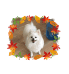 ティッシュたべるdog（個別スタンプ：5）