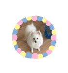ティッシュたべるdog（個別スタンプ：6）