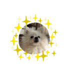 ティッシュたべるdog（個別スタンプ：7）