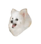 ティッシュたべるdog（個別スタンプ：9）