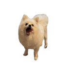 ティッシュたべるdog（個別スタンプ：12）