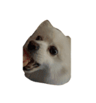 ティッシュたべるdog（個別スタンプ：13）