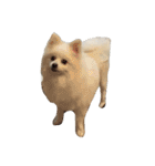 ティッシュたべるdog（個別スタンプ：14）