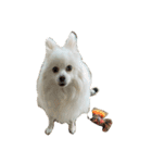 ティッシュたべるdog（個別スタンプ：17）