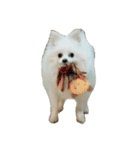 ティッシュたべるdog（個別スタンプ：18）