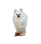 ティッシュたべるdog（個別スタンプ：19）