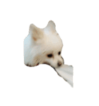 ティッシュたべるdog（個別スタンプ：22）