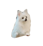 ティッシュたべるdog（個別スタンプ：23）