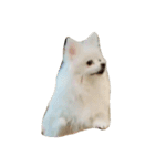 ティッシュたべるdog（個別スタンプ：24）