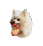 ティッシュたべるdog（個別スタンプ：25）