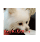 ティッシュたべるdog（個別スタンプ：26）