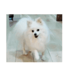 ティッシュたべるdog（個別スタンプ：27）