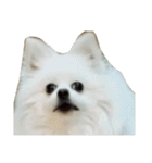 ティッシュたべるdog（個別スタンプ：28）
