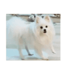ティッシュたべるdog（個別スタンプ：29）