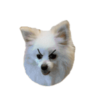 ティッシュたべるdog（個別スタンプ：31）