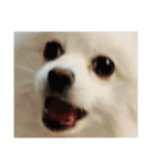 ティッシュたべるdog（個別スタンプ：33）