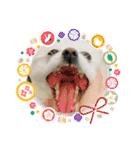ティッシュたべるdog（個別スタンプ：35）