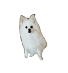 ティッシュたべるdog（個別スタンプ：36）