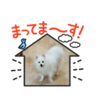 ティッシュたべるdog（個別スタンプ：37）